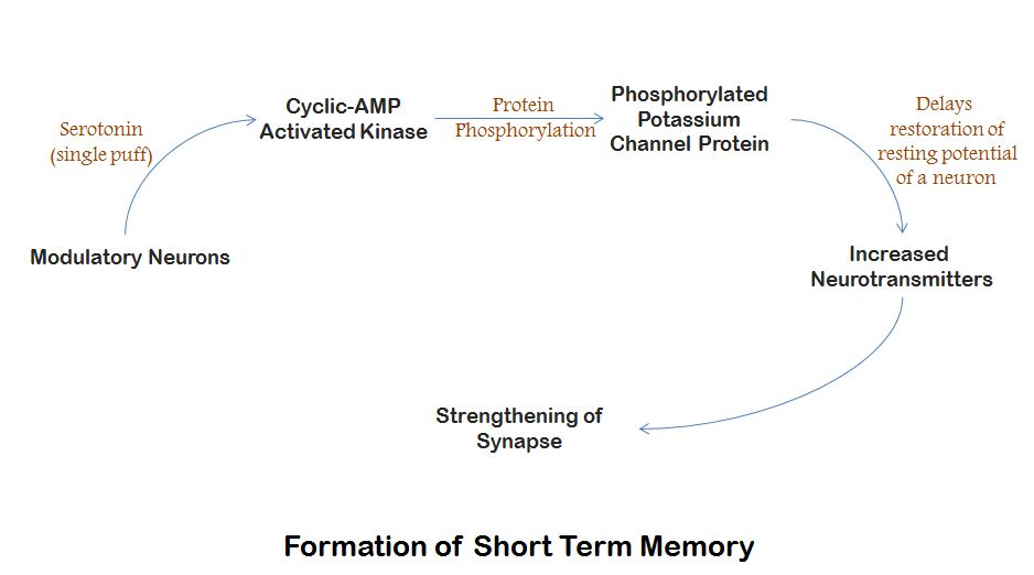 short_term